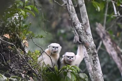 Đề xuất đưa Voọc mũi hếch thành biểu tượng của Tuyên Quang