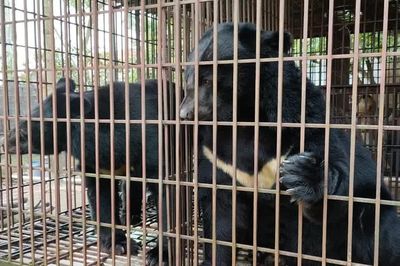 Hà Nội nuôi nhốt gấu nhiều nhất cả nước