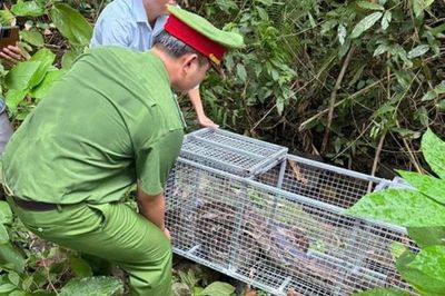 Thả 17 cá thể trăn về môi trường tự nhiên