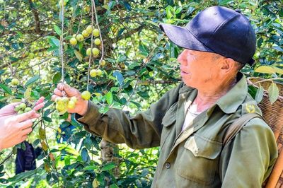 Người đàn ông Mông trồng 7ha táo mèo trên núi cao, thu hàng trăm triệu mỗi năm