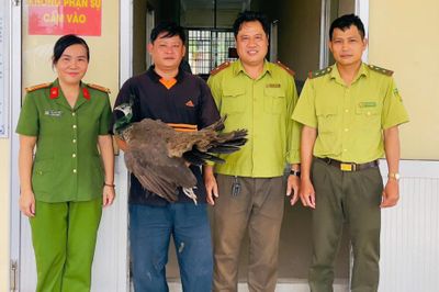 Chim khổng tước quý hiếm bất ngờ bay vào nhà ở Cần Thơ