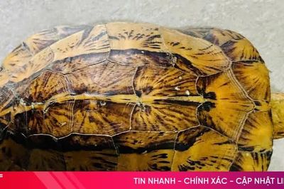 Người dân phát hiện cá thể rùa hộp trán vàng miền Bắc trong lúc thăm vườn