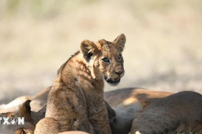 Vẻ đẹp thiên nhiên hoang dã và kỳ vỹ trên những thảo nguyên Kenya