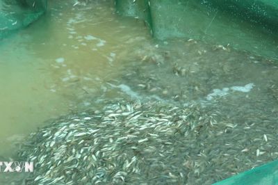 Mùa cá linh nơi đầu nguồn biên giới An Giang