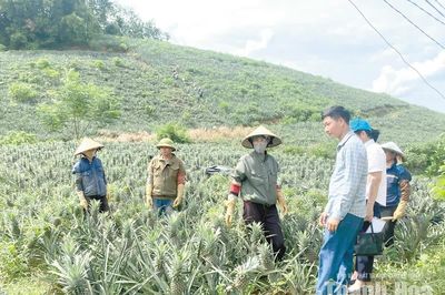 Giá dứa tăng cao: Niềm vui nhà nông - nỗi lo nhà máy