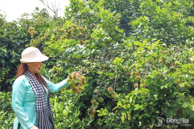 Khai thác thương hiệu đặc sản trái cây làm du lịch vườn
