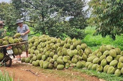 Tăng tốc cấp mã số vùng trồng, cơ sở đóng gói