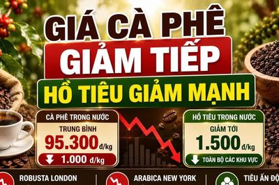 Giá cà phê, hồ tiêu hôm nay 28/8: Hai mặt hàng cùng giảm mạnh