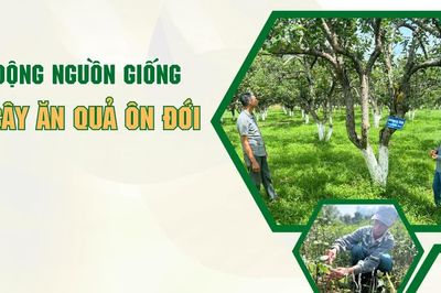 Chủ động nguồn giống cây ăn quả ôn đới