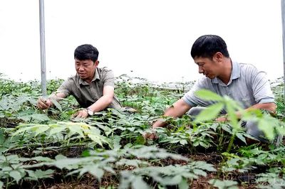 Púng Luông tạo nền tảng phát triển vùng dược liệu chiến lược