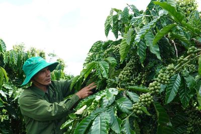 Quảng Sơn phát triển nông nghiệp theo chuỗi giá trị
