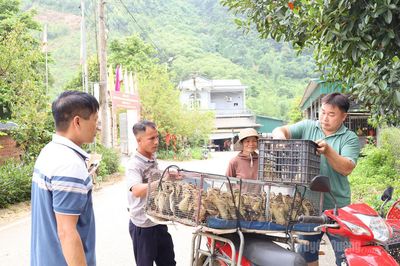 Trao con giống, mở hướng thoát nghèo