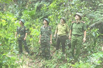 Ba lực lượng chung tay giữ màu xanh của rừng