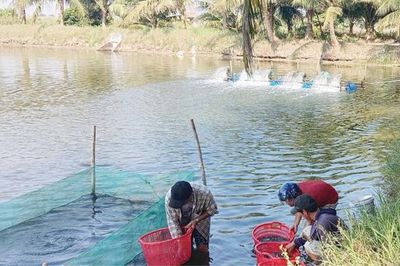 Khuyến nông mở hướng sản xuất hiệu quả