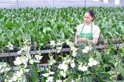 Xây dựng Nông thôn mới ở Hà Nội: Tăng tốc theo hướng hiện đại, thực chất