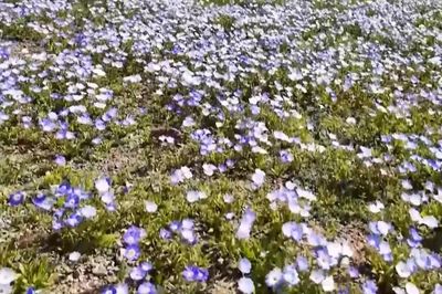 Bắt đầu mùa hoa nở trên sa mạc Atacama (Chile)
