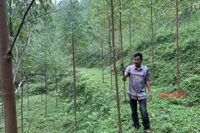 Toàn tỉnh trồng mới 444,93 ha rừng