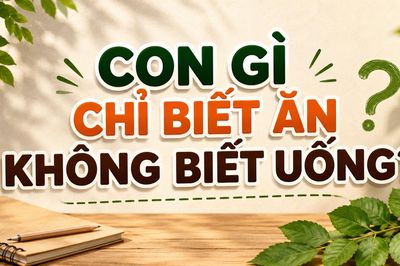 Con gì chỉ biết ăn không biết uống?