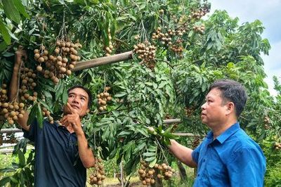 Những mô hình sản xuất nông nghiệp hiệu quả ở Hòa Xá