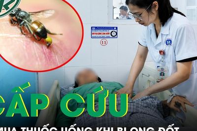 Người phụ nữ tử vong vì bị đàn ong vò vẽ tấn công