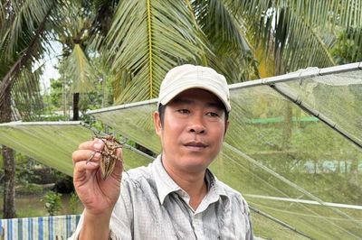 Khởi nghiệp nuôi côn trùng mang tinh dầu quý, người nuôi thu hàng trăm triệu mỗi năm