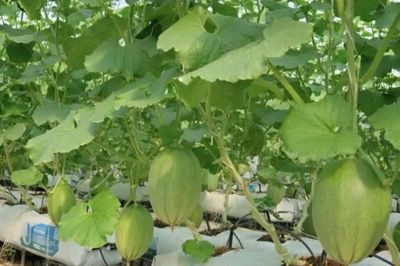 Lâm Đồng đánh thức tiềm năng đại ngàn bằng nông nghiệp số và chuyển đổi xanh