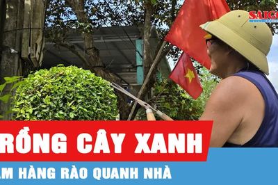 Xanh mướt hàng rào chè tàu ở Minh Hóa, Quảng Trị