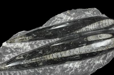 Orthoceras- 'tàu ngầm sống' thống trị đại dương hơn 400 triệu năm trước