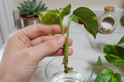 Cách nhân giống trầu bà chỉ với một cốc nước