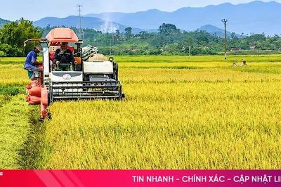 Hối hả trên đồng ruộng Hà Tĩnh