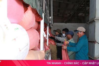 Thu mua, sấy lúa giúp đẩy nhanh tiến độ thu hoạch hè thu