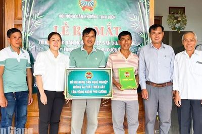 Nông dân phường Tịnh Biên liên kết trồng hơn 34ha tầm vông