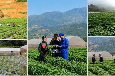 UBND tỉnh Lào Cai đôn đốc thực hiện các nhiệm vụ phát triển dược liệu