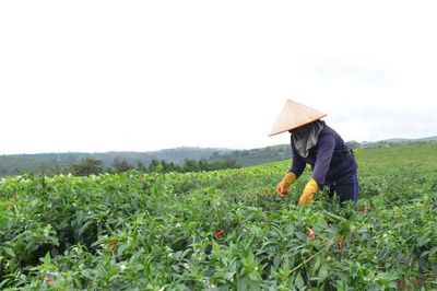 Nghị quyết 36: Tạo động lực phát triển nông nghiệp bền vững