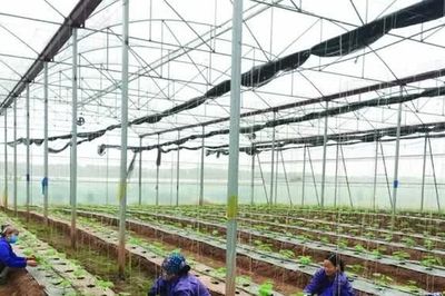 Sản xuất nông nghiệp hiện đại ở Tam Nông