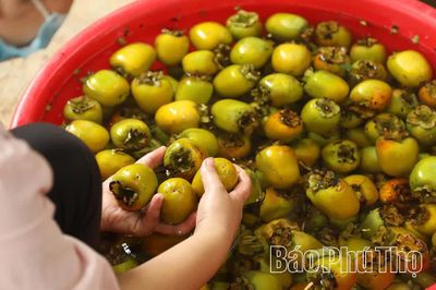 Hồng Gia Thanh – hương vị mùa Thu Đất Tổ