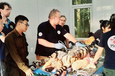 Cận cảnh chăm sóc khám sức khỏe 7 cá thể hổ được cứu hộ tại Vườn quốc gia Phong Nha - Kẻ Bàng