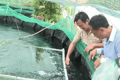Nuôi cá chình tuần hoàn: Hướng đi mới cho vùng khô hạn