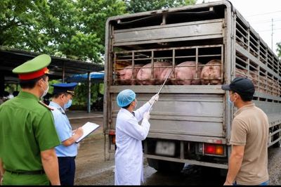 TP.HCM tăng cường kiểm tra dịch bệnh động vật và chất cấm trong chăn nuôi
