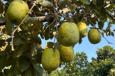 Quả hồng ngon, giàu dinh dưỡng nhưng 5 nhóm người nên tránh