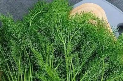 5 công dụng bất ngờ của thì là, người béo phì chớ bỏ qua