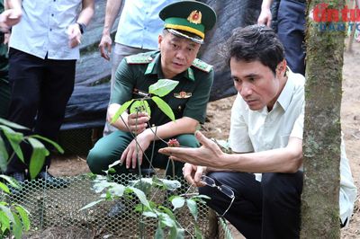 Đưa cây sâm Lai Châu lên núi đánh thức vùng đất biên thùy