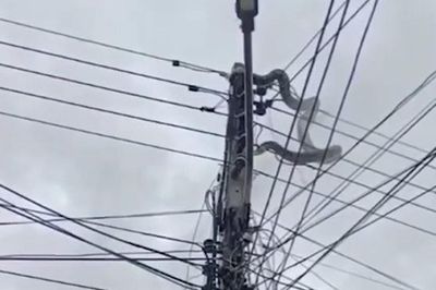 Nhìn lên cột điện, người dân bắt gặp cảnh tượng đáng sợ