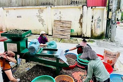 Mắc ca gọi mùa trên những triền đồi