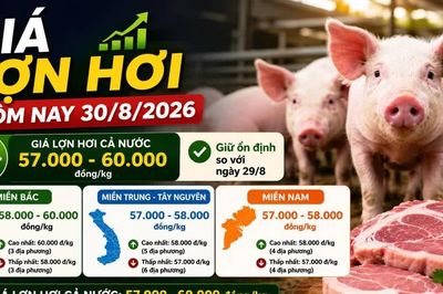 Giá lợn hơi hôm nay 30/8: Miền Bắc giảm nhẹ, cao nhất 60.000 đồng/kg