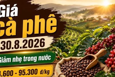 Giá cà phê hôm nay 30/8/2026 giảm nhẹ, cao nhất còn 95.300 đồng/kg