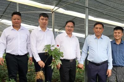 Phó Bí thư Thường trực Tỉnh ủy Hoàng Giang tham dự các hoạt động "Lễ hội mùa vàng", thăm mô hình sâm Ngọc Linh tại Mù Cang Chải