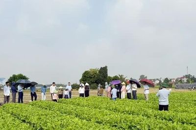 Đảm bảo an toàn dịch bệnh trên đồng ruộng