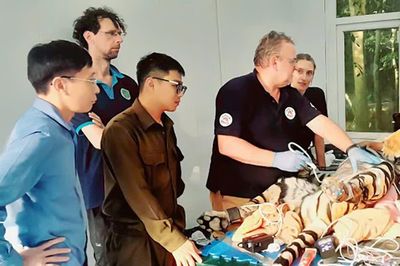 Chăm sóc sức khỏe cho các cá thể hổ Đông Dương tại Phong Nha-Kẻ Bàng