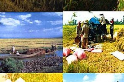 Góc nhìn văn hoá: Nông nghiệp Việt Nam - Hành trình vươn ra thế giới